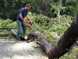 Tree and Shrub Care in Aloha, OR