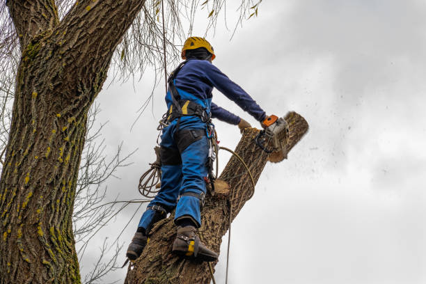 Best Hazardous Tree Removal  in Aloha, OR