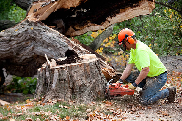 Best Tree Maintenance Programs  in Aloha, OR