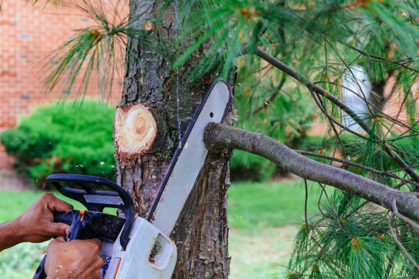 Best Tree Health Inspection  in Aloha, OR